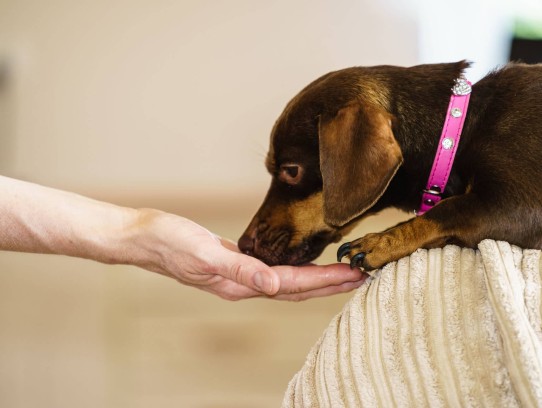 Pet Care Tips for 80 Million Pet Owners: Essential Guide