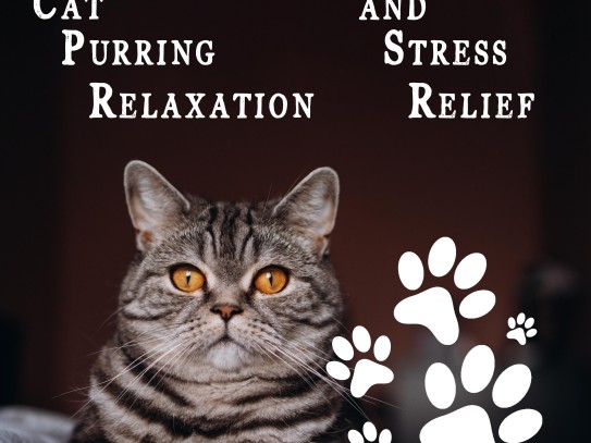  Understanding Why Your Cat Drools When Petting: Causes, Tips, and Solutions