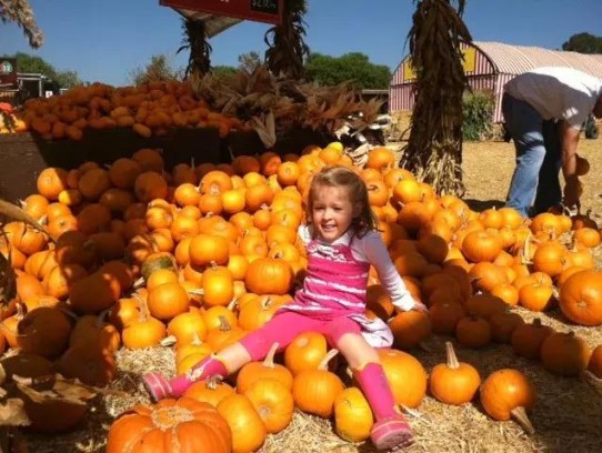  Discover the Best Pumpkin Patch in St. Pete: A Family-Friendly Adventure Awaits!