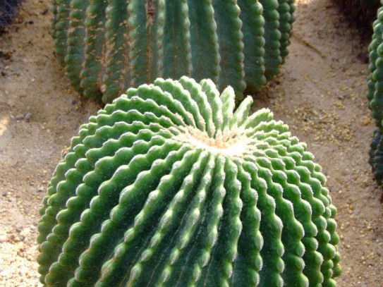 Cactus Pete's Imperial Cactus Garden