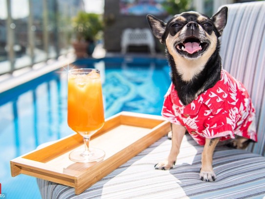  Discover the Best Kure Beach Pet Friendly Hotels for Your Next Vacation