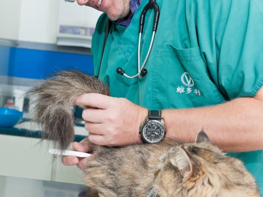  Comprehensive Care for Your Furry Friends at Avenues Pet Clinic Utah: Your Trusted Veterinary Partner