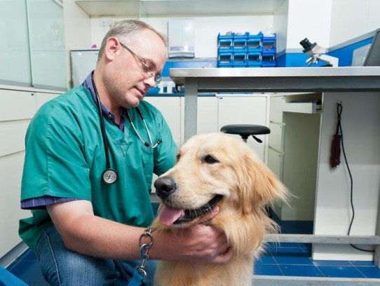  Discover the Benefits of Hixson Pet Wellness: A Comprehensive Guide to Pet Health and Happiness