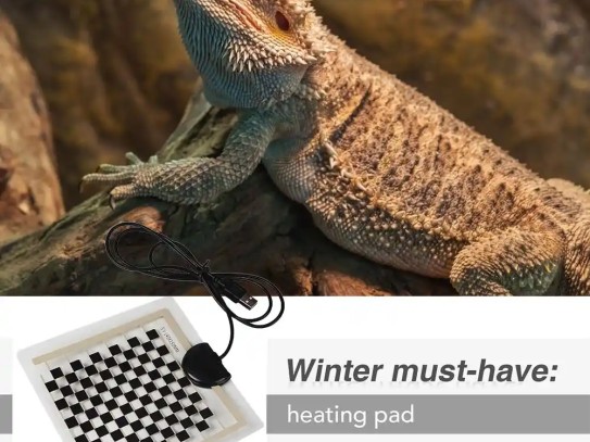  The Ultimate Guide to Caring for Your Black Dragon Lizard Pet